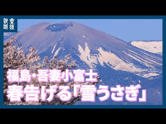 日本画「雪うさぎ」 川崎麻児 日本画「雪うさぎ」 川崎麻児