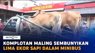 Komplotan Maling Sembunyikan Lima Ekor Sapi dalam Minibus