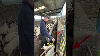 Essa Ovelha Tentou Passar a Perna no Pastor 😱❤️
