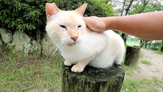 顔がうっすらと焦げた白猫、青い瞳と美しい毛並みがチャームポイント