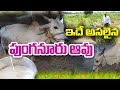 పుంగనూరు ఆవు పేరుతో మోసాలు - జాగ్రత్త | Satyanarayana #punganuru cows