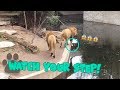Lion Falls into the Water in German Zoo - Hilarious Animal Fail