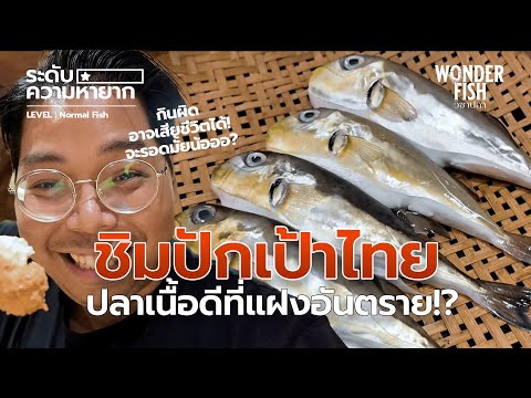 ชิม ปักเป้าไทย ปลาเนื้อดีที่ถูกห้ามซื้อขาย #wonderfish #วิชาปลา