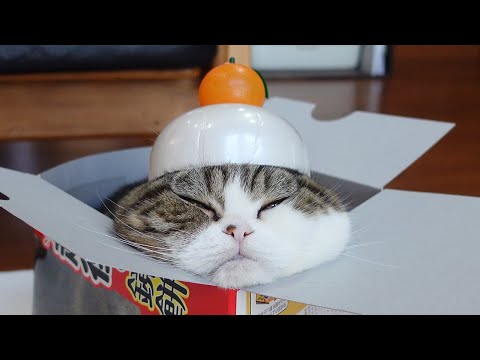 鏡餅なねこ。-Kagami mochi and Maru.-