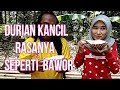 Review Durian Kancil Serasa durian Bawor