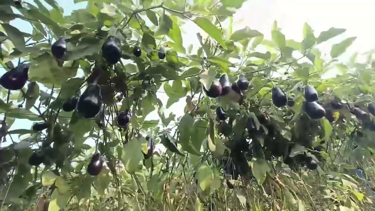 BRINJAL [ बैगन ] #Bartok F1 Hybrid Seedless Eggplant (Enza Zaden) #farmingvideos #अत्यधिक उत्पादन