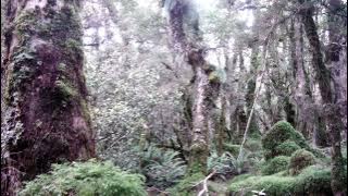 2023 roar. Longwoods New Zeland