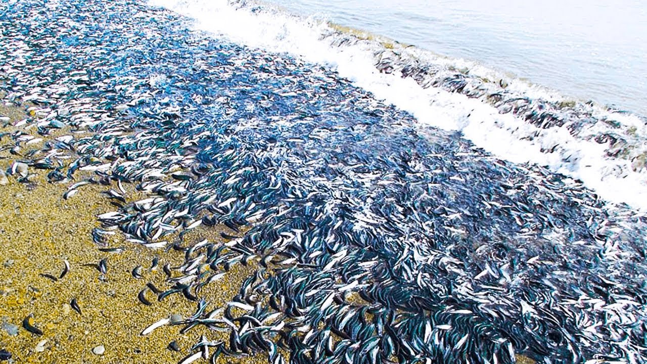 ALGO GRANDE ESTÁ ACONTECENDO AGORA, ENQUANTO MILHARES DE ANIMAIS ESTÃO AGINDO DE FORMA ESTRANHA