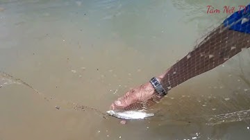 Thả lưới cá mương|| Thiên nhiên hoang dã|| Cá mương chiên cuốn bánh tráng