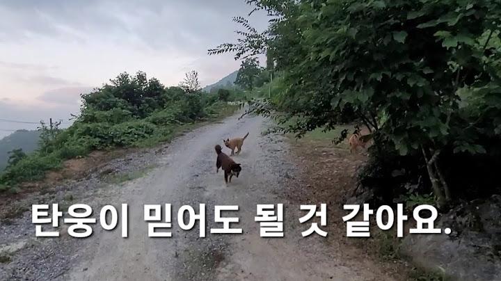믿음이 생겨서 오랜만에 탄웅이 목줄을 풀어 줘 봤습니다.