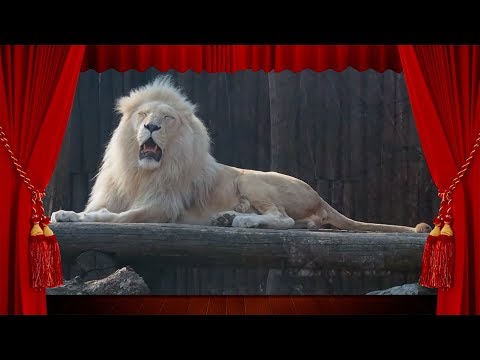 Video: Bratislava Zoo (Zoologicka zahrada Bratislava) kev piav qhia thiab duab - Slovakia: Bratislava