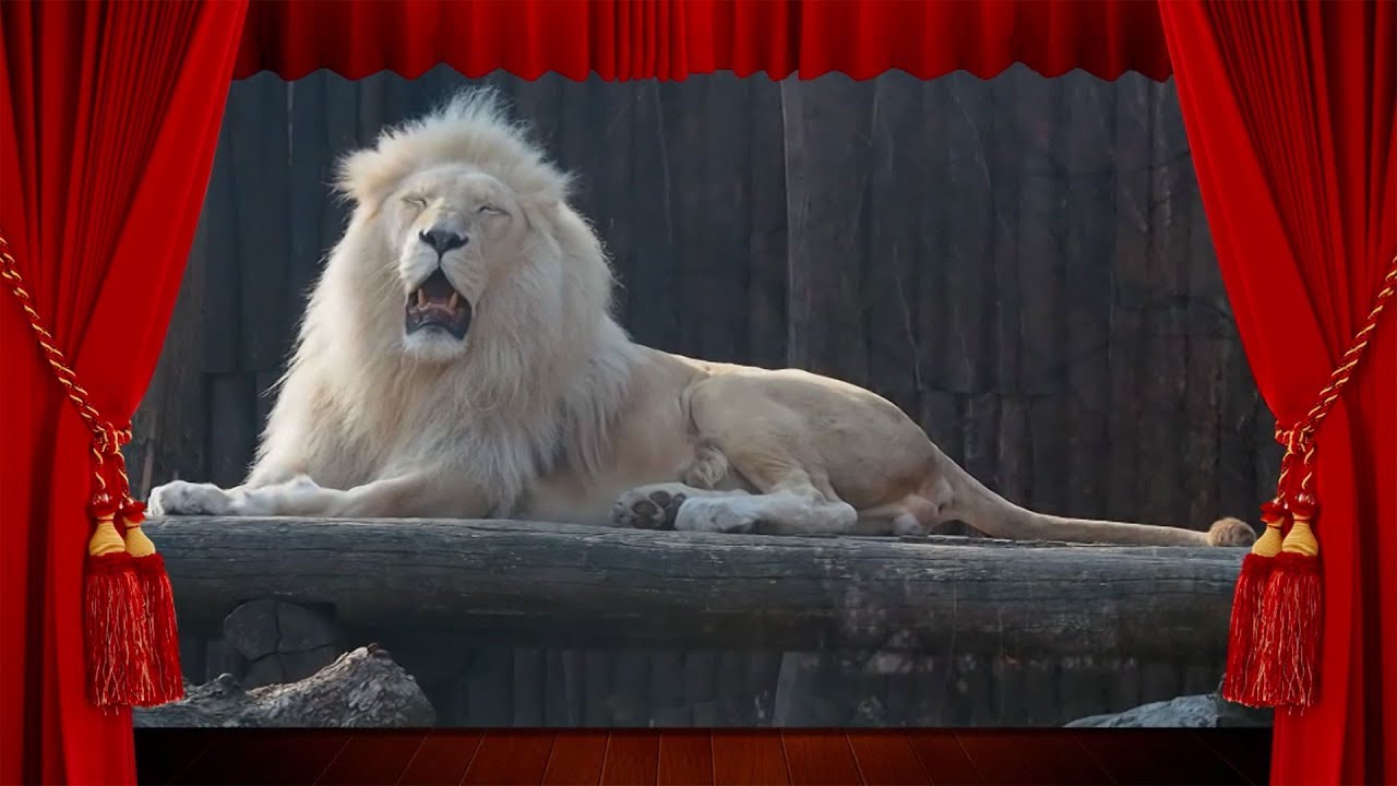 Zvieratká zo ZOO - učíme sa s deťmi zvuky zvierat (ako robia zvieratka pre deti po slovensky)