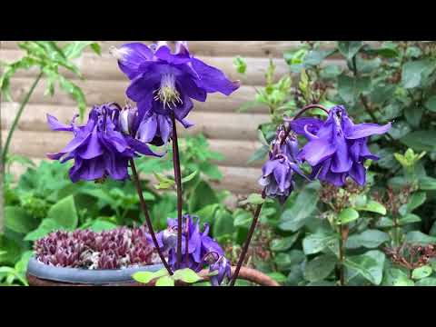 Video: Tipes En Variëteite Van Aquilegia (48 Foto's): Donker Aquilegia, Afvoerbak Met Goue Blomme, Alpiene En Skinner, Kanadese En Goue