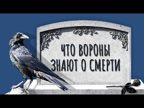 Невероятный интеллект ВОРОН и их отношение к СМЕРТИ / #ТЕДсаммари