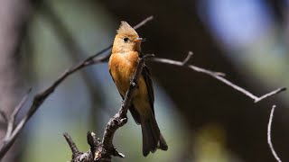 Tamaulipas Crow, (code4) Tufted Flycatcher, (code 4) and Kelp Gull! (code 4) by Cherokee Outdoor Productions 787 views 2 years ago 6 minutes, 8 seconds