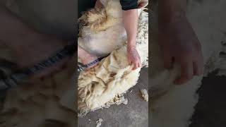 Blade Shearing a Perendale ram
