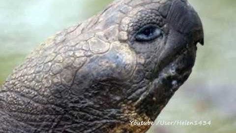 How Turtle Got His Shell.wmv