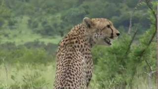 DESPERATE CHEETAH CALLING FOR MATE