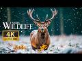 Nature’s Gentle Wildlife Stories 4K 🐾 Marvelous Probing into Wildlife Behavior with Serene Piano
