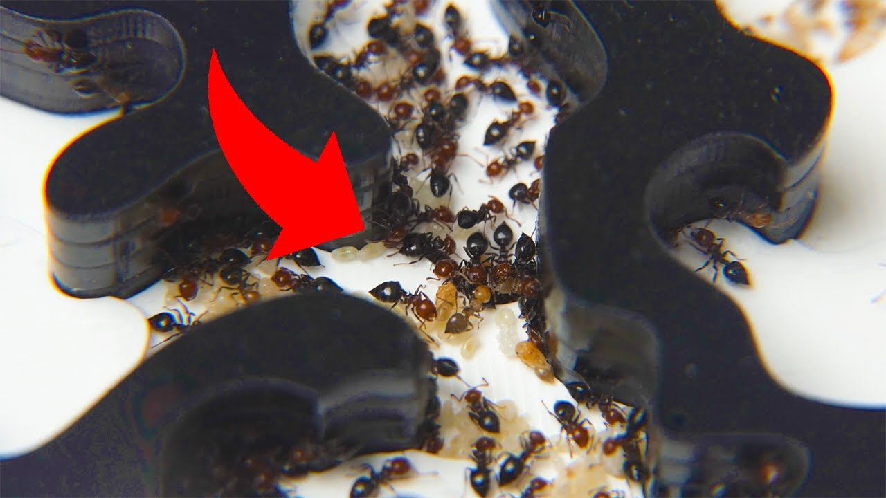 HUGE GROWTH! Crematogaster scutellaris Ant Colony