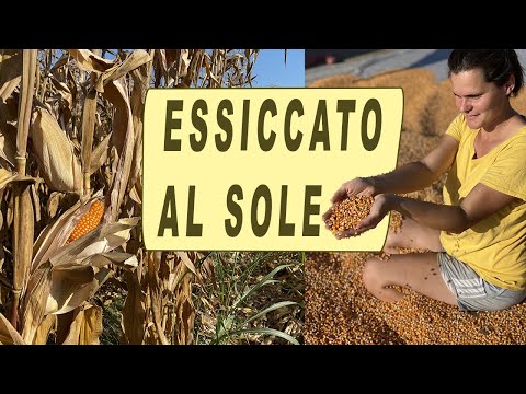 Video: Raccolta del grano nel cortile: impara come raccogliere i cereali dal giardino
