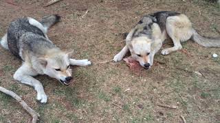 The Coydog Standoff by Sarah and the Wolves 110,082 views 5 years ago 1 minute, 1 second