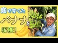 【庭で育てたバナナを収穫！】自分で育てたバナナでスムージーを作るよ！