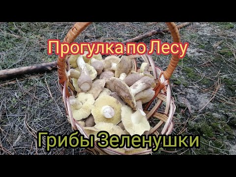 Зеленушки. Как и где собирать грибы зеленушки.Прогулка по лесу