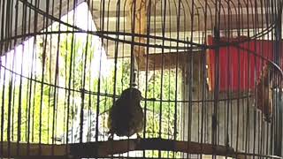 suara burung cikrak bambu