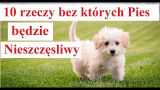 10 rzeczy bez których Pies jest Nieszczęśliwy