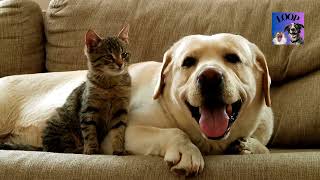 Unleashing the Truth : Can Dogs and Cats Actually Be BFFs ? | Life of Our Pets