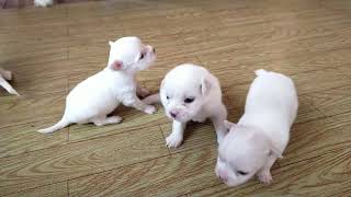 life of the  eight puppies by Cakie Dog 982 views 8 months ago 2 minutes, 48 seconds