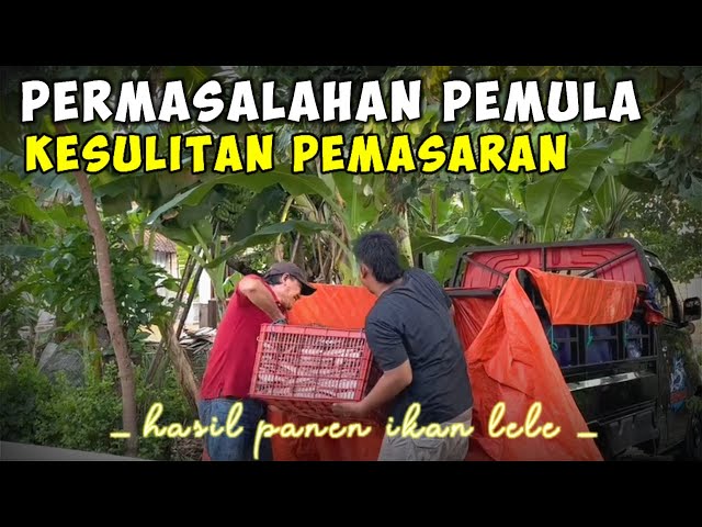 DILEMA PEMASARAN IKAN LELE : KENAPA PEMULA SULIT JUAL IKAN LELE ? BAHKAN SERING DI PERMAINKAN BAKUL class=