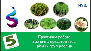 Практична робота:Визначте представників різних груп рослин