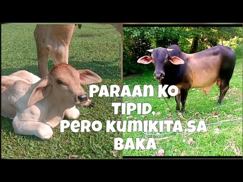 Video: Paano Mag-aalaga Ng Baka