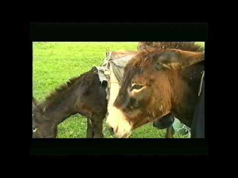 საქართველო არის ესე - ცხორო რად უნდი პატრონსა (ნაწილი 2)