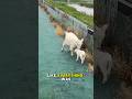 This mother sheep ran back the second she heard her baby #mybabygirl #shorts #animals