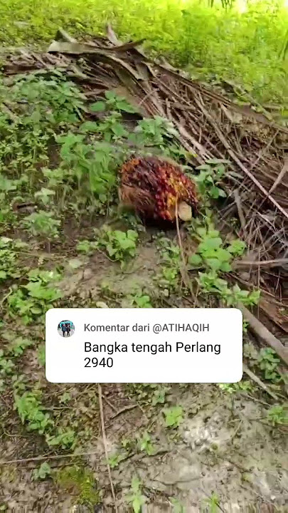 Download lagu Info harga sawit Bangka Tengah, Bangka Belitung #palmoil #sawit #hargasawit #panensawit #dodossawit