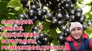 ДОГЛЯД ЗА СМОРОДИНОЮ НАВЕСНІ🫐РяснийВрожайГарантовано#обрізкасмородини#посадкасмородини#смородина#кущ