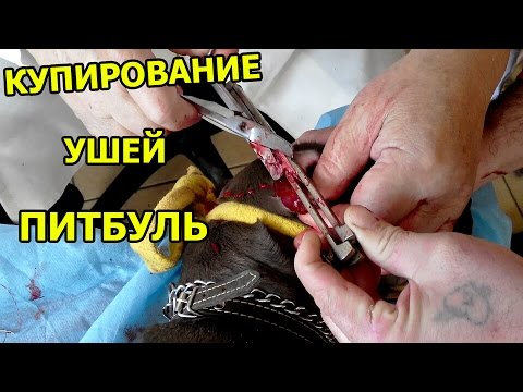 КУПИРОВАНИЕ УШЕЙ ПИТБУЛЬТЕРЬЕР | pitbull ear cropping