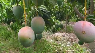 Caminando por el huerto de mango 🥭😀