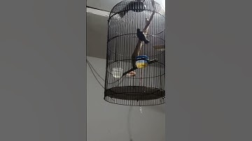 RAMBATAN DORAEMON GACOR