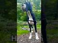 Will u be my friend? 🫶🏻🌟 #puppy #shorts #dogshorts #greatdane #fypシ #cute #viralvideo #pets #dog