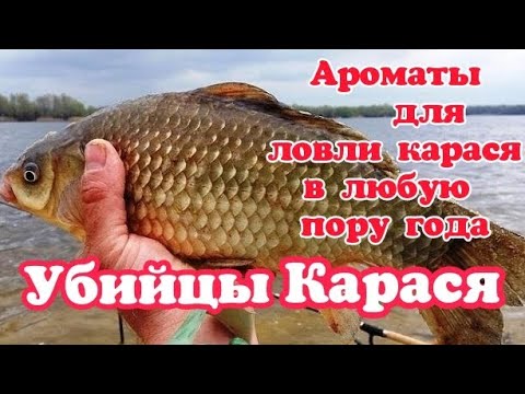 Какие запахи любит карась? Лучшие ароматизаторы для ловли карася своими руками.