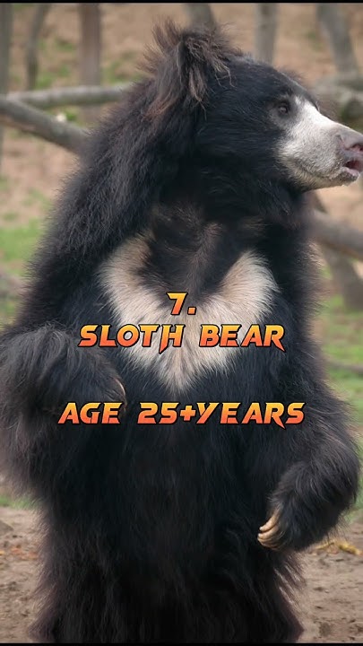 Top 10 Most Dangerous Animal In India Dangerous Animal List king top-10-most-dangerous-animal-in-india-dangerous-animal-list-king