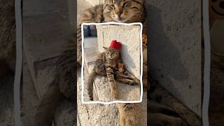 This Cute Istanbul Tabby Was Supurrrbly Tame 👏