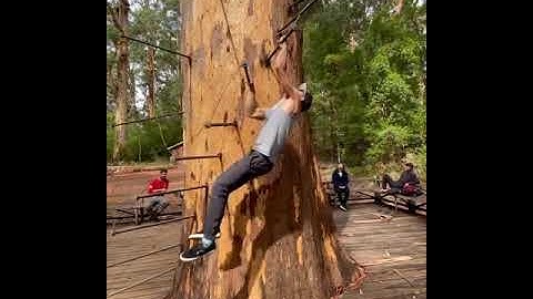 Man Reaches Considerable Height by Climbing Iron Steps Attached to Tree With His Arms - 1201508