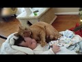 【猫と赤ちゃん】赤ちゃんと添い寝し、赤ちゃんをあやす猫に胸キュン！ほっこり動画まとめ【可愛い】Sweet cat and baby compilation