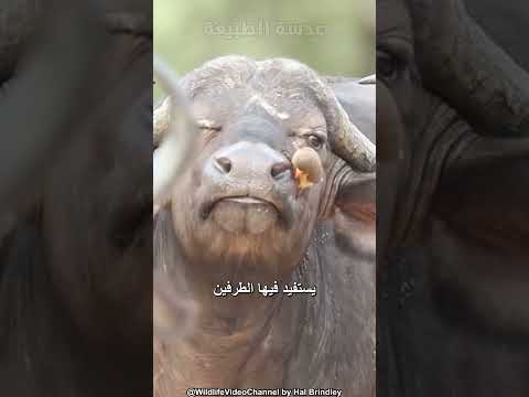 نقار الماشية مركز تنظيف الطبيعة صاحب الجانب المظلم