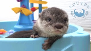 About Baby Otter Hair